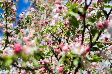 apple tree blossom in spring. Pink Blooming apple tree. Bloom close up. Pink flowers of apple tree. Orchard Wallpaper