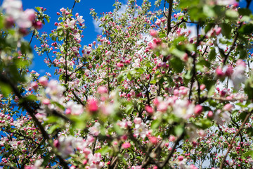 apple tree blossom in spring. Pink Blooming apple tree. Bloom close up. Pink flowers of apple tree. Orchard Wallpaper