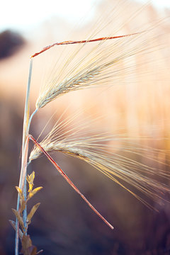 Two ears of wheat on field. Macro image.