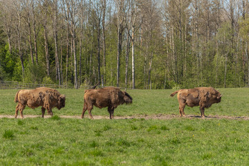 Herd of Bison on a green meadow in Sweden national park. Selective focus