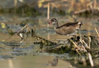 Common Moorhen chick at Asker marsh, Bahrain