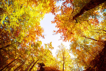 Forest in autumn. Beautiful nature background.