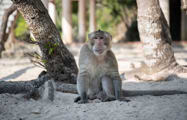Macaque on the Beach, Monkey island, Lan Ha bay, Vietnam