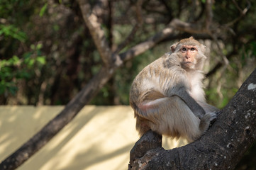 Macaque on the Beach, Monkey island, Lan Ha bay, Vietnam