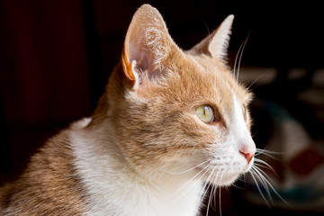 Gato mirando por la ventana