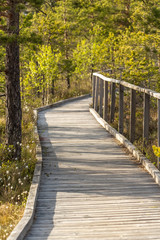 wooden walkway passing in swamp in national park in Sweden