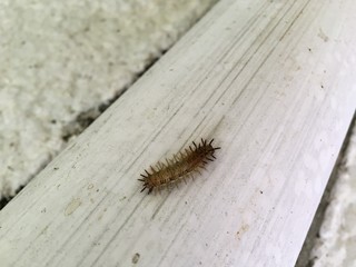 close up of a caterpillar