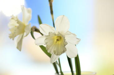 Daffodils in vase,  first spring  flowers