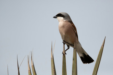 Closeup of a Red-backed shrike perched on date palm leaves at Asker Marsh