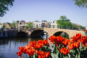 typical amsterdam scenery wihtout any people showing a old bridge and red tulips in the foreground © Antonie