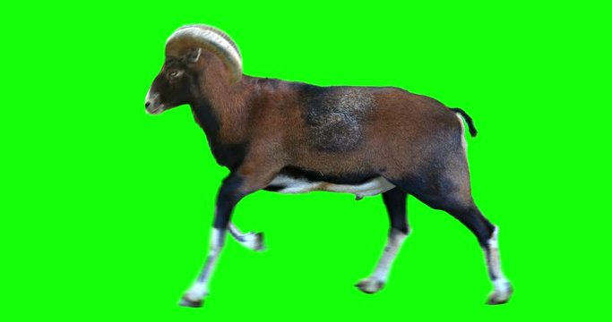 Isolated mouflon male cyclical running. Can be used as a silhouette. Green screen