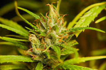 Cogollo de Marihuana 33