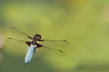 Dragonfly.