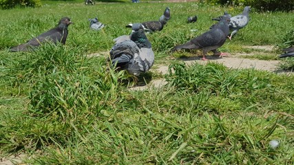 A flock of pigeons walk on the green grass in the park. The bird is a blue pigeon.