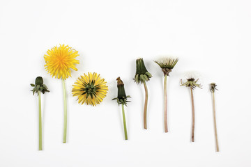 Dandelion in seven different stages isolated on a white background. Copy space. Top view.