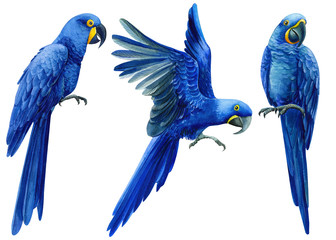 Set of hand-drawn watercolor birds, macaw hyacinth parrot on an isolated transparent background, tropical illustration © Hanna