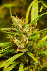 Cogollo de Marihuana 34