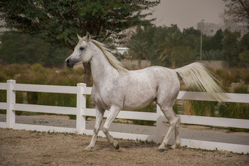 Obraz na płótnie Canvas White coloured purebred andalusian horse with long mane