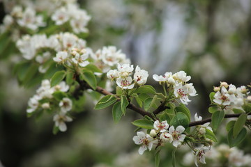 Blooming pear, spring, may