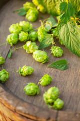 Fresh green hops on a old wooden barrel. Small depth of field.