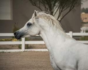 Obraz na płótnie Canvas White Arabian horse side face