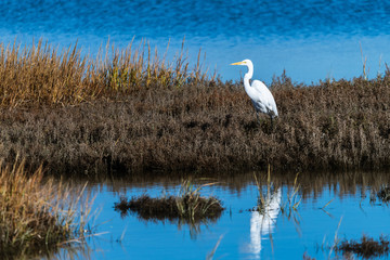 Great Egret