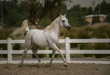 Obraz na płótnie Canvas Arabian White Stallion running in horse training