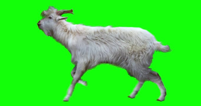 Isolated white goatling cyclical running. Can be used as a silhouette. Green screen