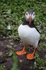 Atlantic Puffin