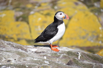 Puffin on yellow rocks