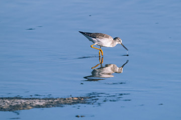 Greater Yellowlegs