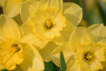 Daffodils in full bloom at springtime Easter