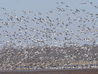 Lift Off of the Geese