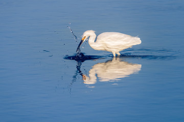 Snowy Egret