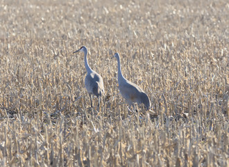 Two Sandhill Cranes