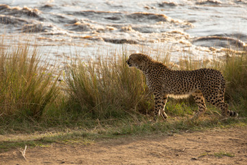 A  Cheetah looking to the other side of Mara river at at Masai Mara, Kenya
