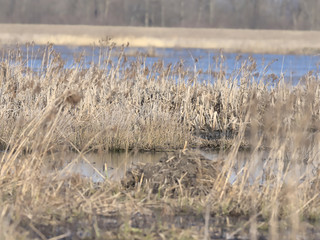 Wetland Grasses