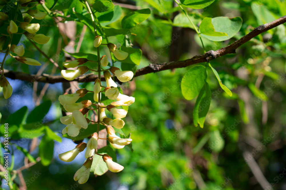 Wall mural blossoming acacia (robinia pseudoacacia). white acacia tree flowers blooming in the spring. acacia f