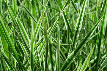 Bright spring grass background. Nature abstract pattern. Green and white stripes.