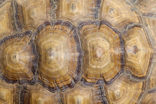 Photo of brown tortoise shell pattern. Top view