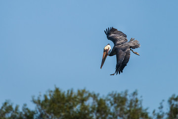 Brown Pelican