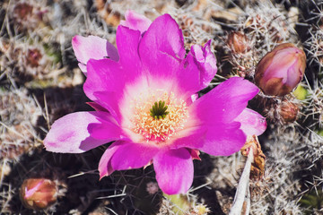 Close up of Echinocereus cactus magenta bright flower, California
