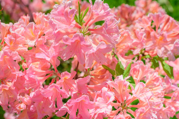 Fototapeta premium Flowers of pink rhododendron close-up. Fabulous floral background of pink petals