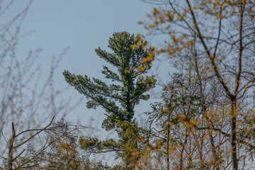 Eastern white pine
(Pinus strobus ) White pine is one of the largest and most long-lived species in Wisconsin.