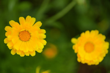 Calendula flower, natural green background. Marigold flower on a summer day.