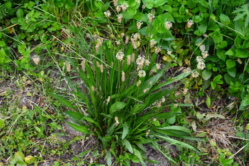 Plantago lanceolata. Ribwort plantain plants, with spike-shaped inflorescences.