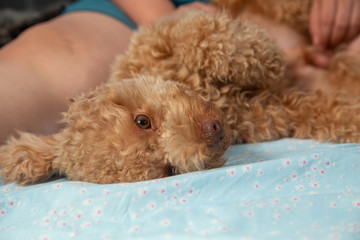 Joyful Toy poodle Puppy Sleeping Laying in Human Bed
