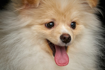 Happy joyful Cream color fluffy pomeranian spitz puppy dog with tongue out closeup portrait against black background in studio