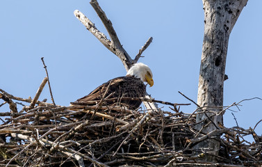 The Bald Eagle, female on the nest