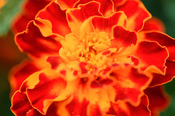 Unpretentious, annual marigold flowers in the summer garden. Flower background in summer